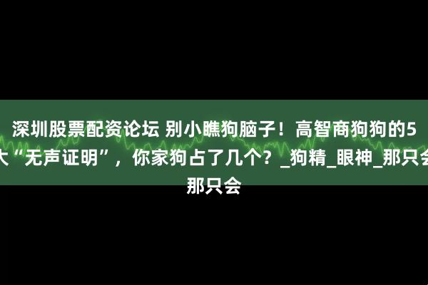深圳股票配资论坛 别小瞧狗脑子！高智商狗狗的5大“无声证明”，你家狗占了几个？_狗精_眼神_那只会